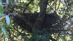 Accipiter tachiro tachiro