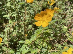 Kallstroemia peninsularis