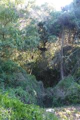 Accipiter tachiro tachiro