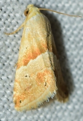 Eublemma parva
