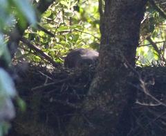 Accipiter tachiro tachiro