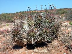 Euphorbia restituta