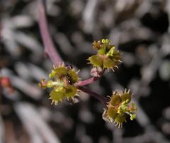 Euphorbia restituta
