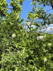 Lippia formosa