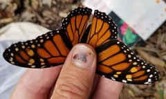 Danaus plexippus