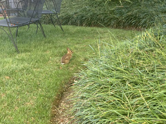 Sylvilagus floridanus