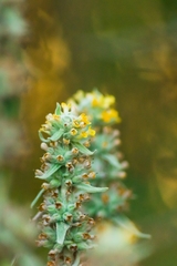 Buddleja stachyoides