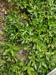 Quercus pumila