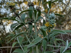 Buddleja stachyoides