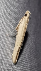 Batrachedra parvulipunctella
