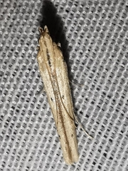 Batrachedra parvulipunctella