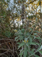 Buddleja stachyoides