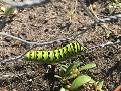 Papilio polyxenes
