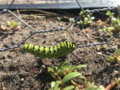 Papilio polyxenes