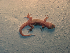 Hemidactylus turcicus
