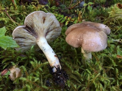 Lactarius montanus