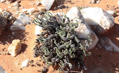 Monilaria moniliformis