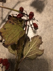 Viburnum
