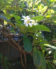 Plumeria obtusa