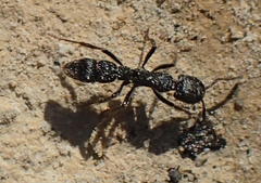 Bothroponera cariosa