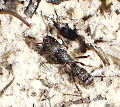 Bothroponera cariosa