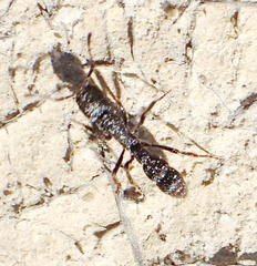 Bothroponera cariosa