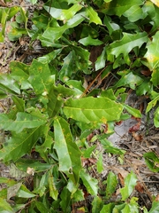 Quercus pumila