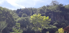 Jacarandeae