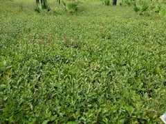 Quercus pumila