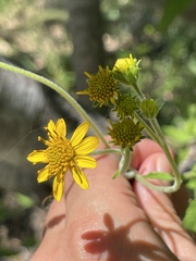 Verbesina peninsularis