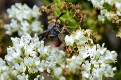 Dischisma ciliatum ciliatum