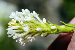 Dischisma ciliatum ciliatum