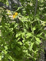 Verbesina peninsularis