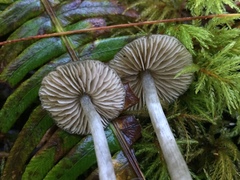 Nitida