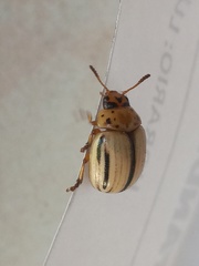 Leptinotarsa defecta