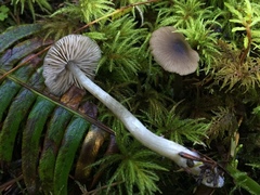 Nitida