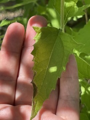 Verbesina peninsularis