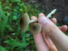 Nitida