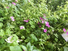 Oxalis articulata rubra