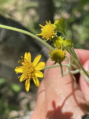 Verbesina peninsularis