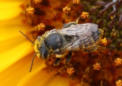Megachile