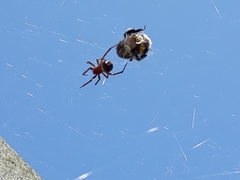 Bombus