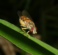 Toxomerus pulchellus