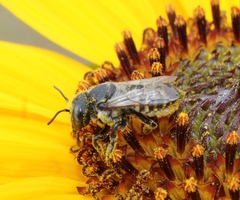 Megachile