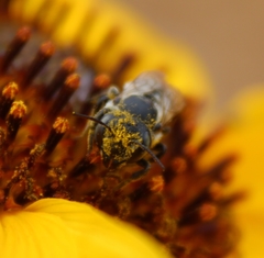 Megachile