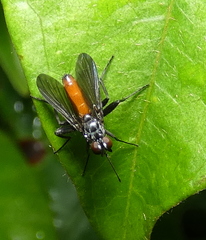 Beskia