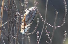 Platypleura capensis
