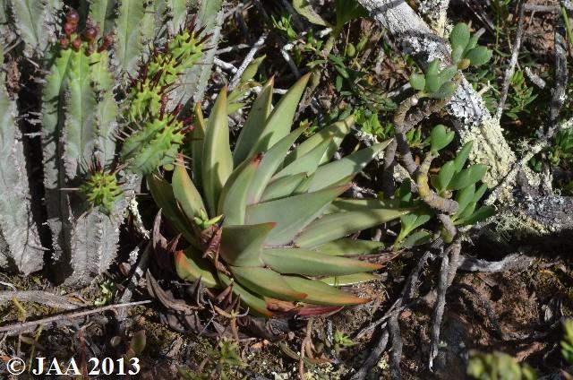 Tulista marginata