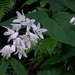 Deutzia taiwanensis - Photo (c) Lin Scott, some rights reserved (CC BY), uploaded by Lin Scott