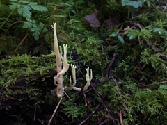 Ramaria apiculata